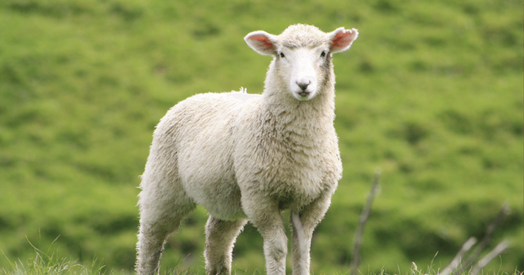 9時間で661頭！羊の毛刈り頭数で、女性の世界新記録樹立。 | NZワインラバーズ