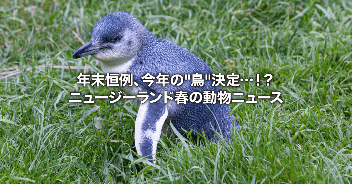 年末恒例、今年の"鳥"決定…！？ニュージーランド春の動物ニュース